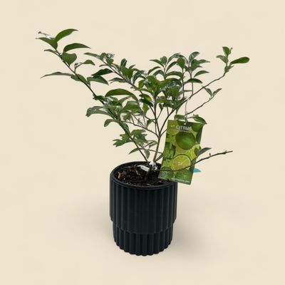 CITRUS × AURANTIIFOLIA (lime tree) 8"