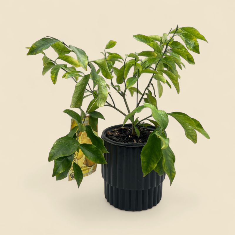 CITRUS × MEYERI (meyer lemon) 8"