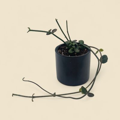CEROPEGIA WOODII (parachute plant) 4”