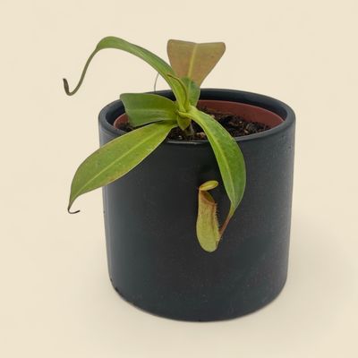 NEPENTHES MIRANDA (pitcher plant) 4”