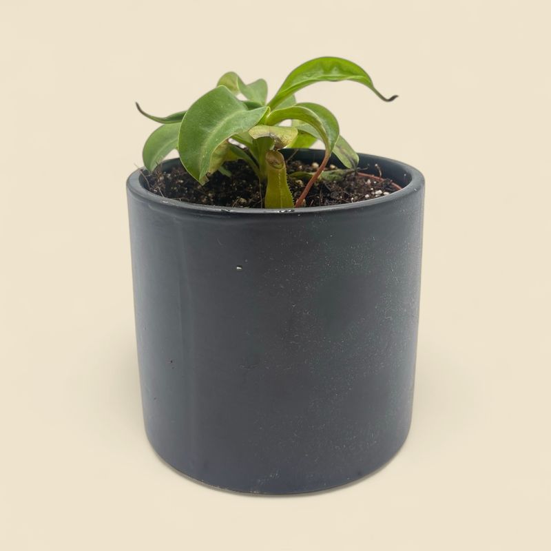 NEPENTHES 'ALTA' (tropical pitcher plant) 4"