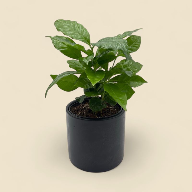 COFFEA ARABICA (coffee plant) 4”