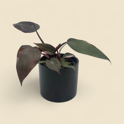 PHILODENDRON PINK PRINCESS (pink princess philodendron) 4″