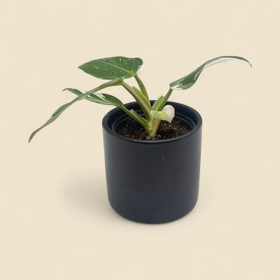 PHILODENDRON WHITE WIZARD (white wizard philodendron) 4″