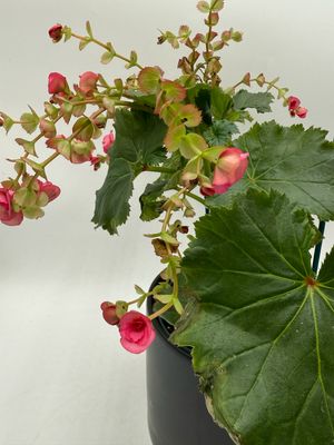 BEGONIA × HIEMALIS (Rieger begonia) 6"