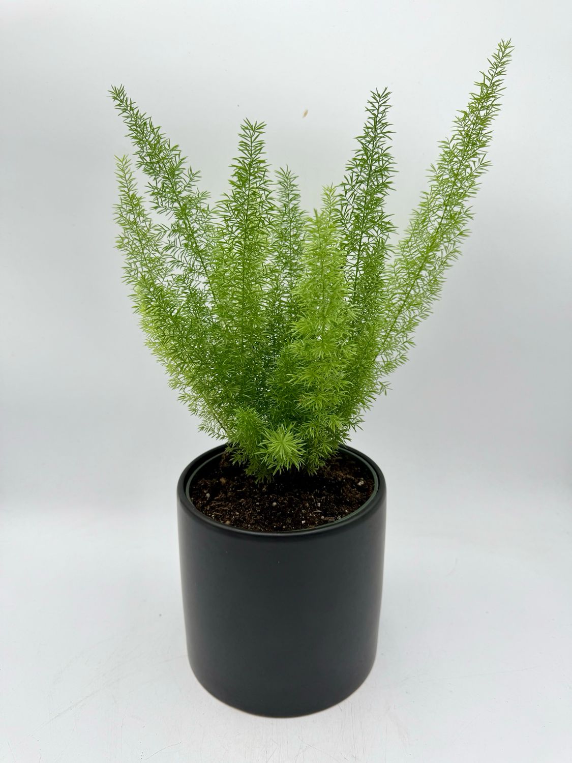 ASPARAGUS DENSIFLORUS FOXTAIL (foxtail fern) 6” ASPARAGUS DENSIFLORUS FOXTAIL (foxtail fern) 6”