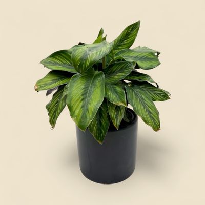 CALATHEA VITTATA (vittata prayer plant) 6"