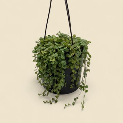 PEPEROMIA PROSTRATA (string of turtles) 6" HB