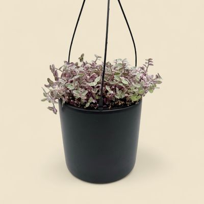 TRADESCANTIA PINK PANTHER (inch plant) 6" HB