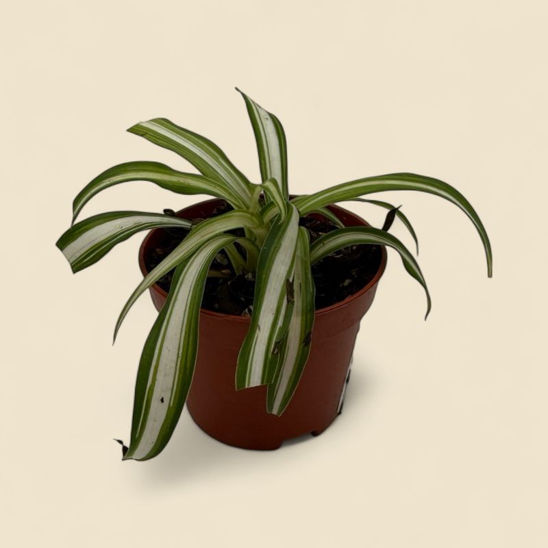 CHLOROPHYTUM COMOSUM VARIEGATUM (variegated spider plant) 2"