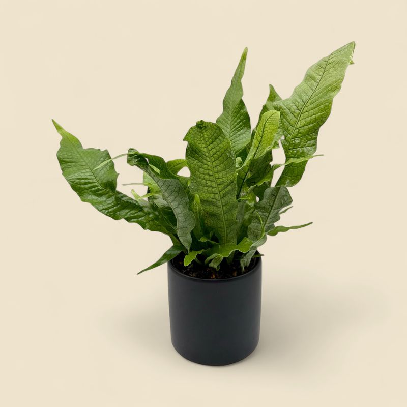 MICROSORUM MUSIFOLIUM (crocodile fern) 6"