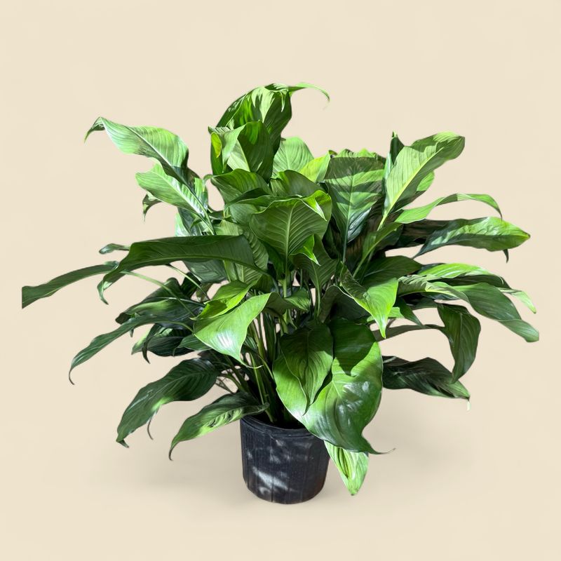 SPATHIPHYLLUM WALLISII (peace lily) 12"