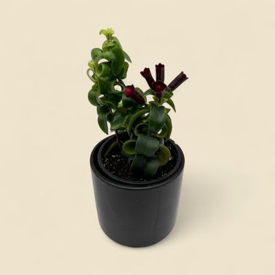 AESCHYNANTHUS RADICANS TWISTER (lipstick plant) 4"