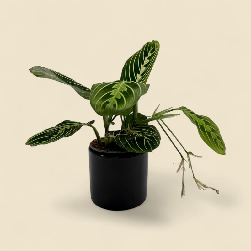 MARANTA LEUCONEURA LEMON LIME (prayer plant) 4"