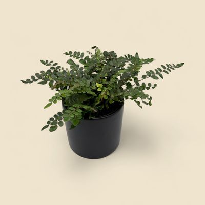 PELLAEA ROTUNDIFOLIA (button fern) 6"