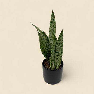 SANSEVIERIA ZEYLANICA (snake plant) 6"