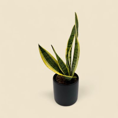 SANSEVIERIA LAURENTII (snake plant) 6"