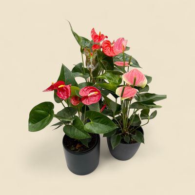 ANTHURIUM ANDREANUM ASSORTED COLOR (flamingo flower) 6"