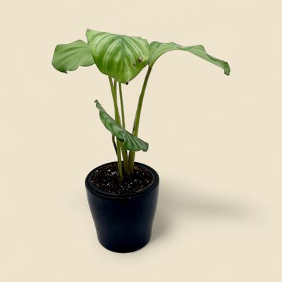 CALATHEA ORBIFOLIA (orbifolia calathea) 4”