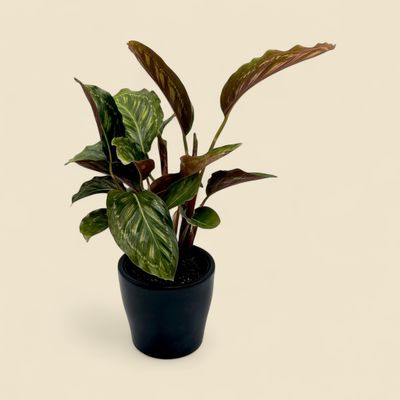 CALATHEA ROSEOPICTA MEDALLION (prayer plant) 4"