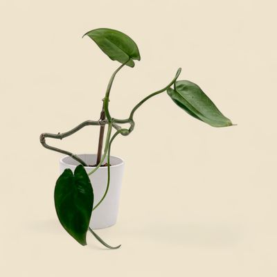 PHILODENDRON PARADISO VERDE (paradiso verde philodendron) 3"