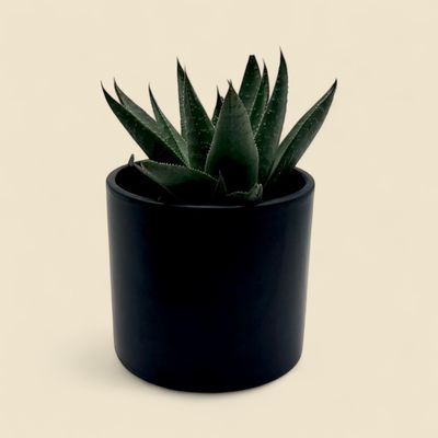 ALOE JUVENNA PEPE (tiger tooth aloe) 4"