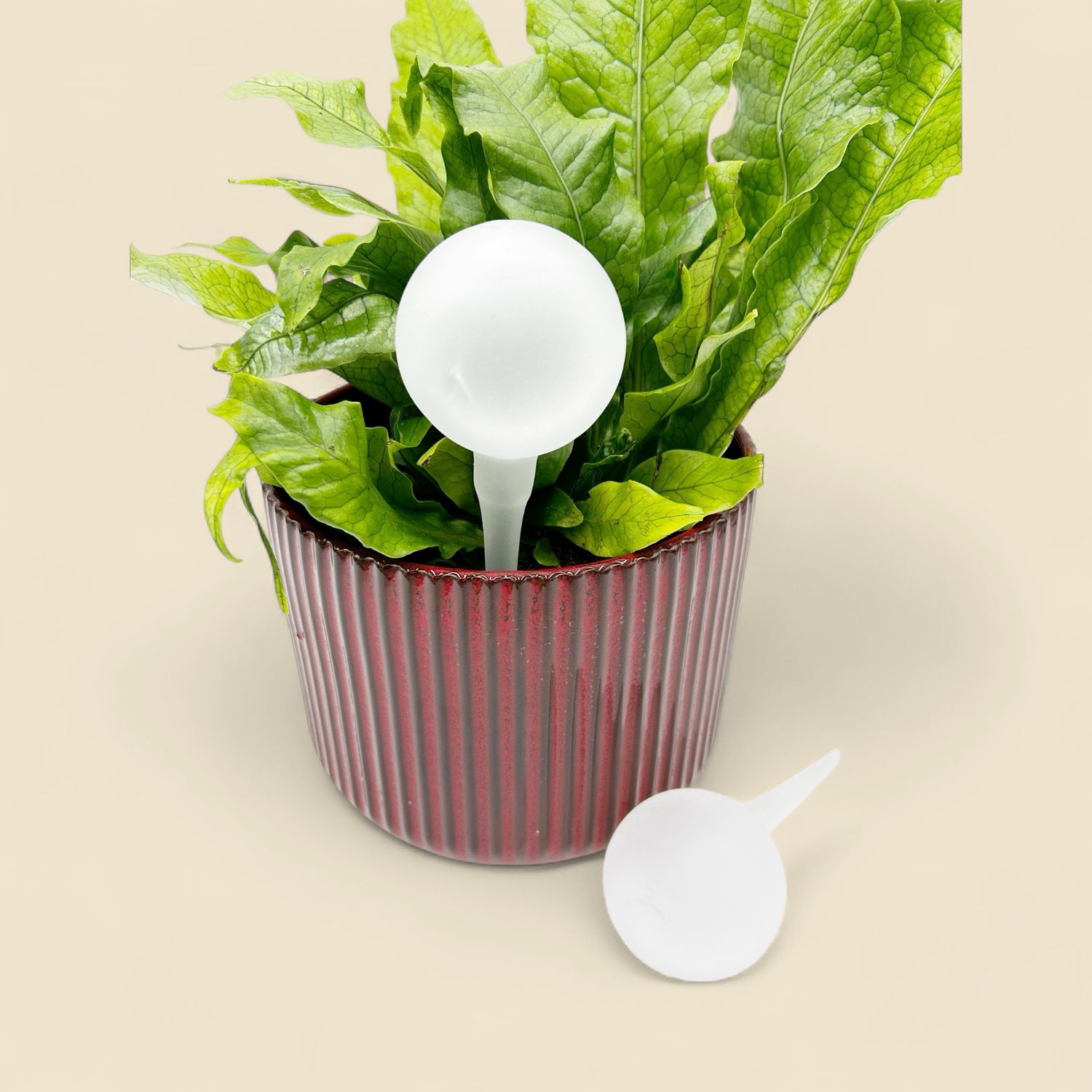 SMALL FROST GLASS WATERING BULBS