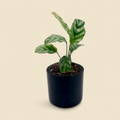 CALATHEA CONCINNA FREDDIE (zebra calathea) 4"