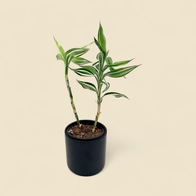 DRACAENA SANDERIANA (lucky bamboo) 4"