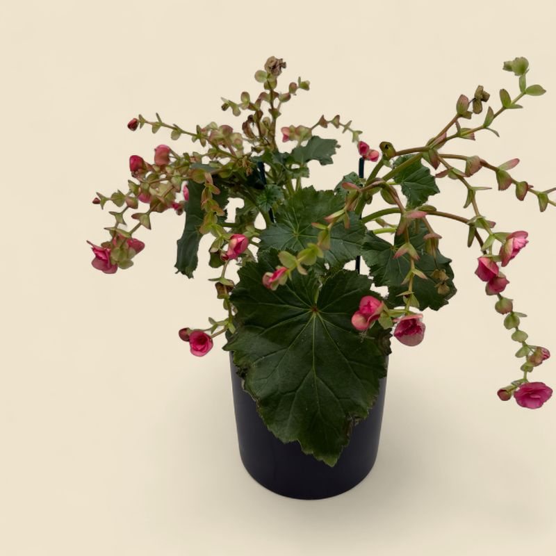 BEGONIA × HIEMALIS (Rieger begonia) 6"