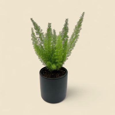 ASPARAGUS DENSIFLORUS FOXTAIL (foxtail fern) 6”