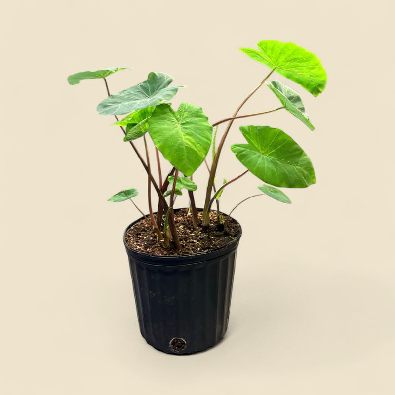 COLOCASIA ESCULENTA GECKO (gecko elephant ear) 9"