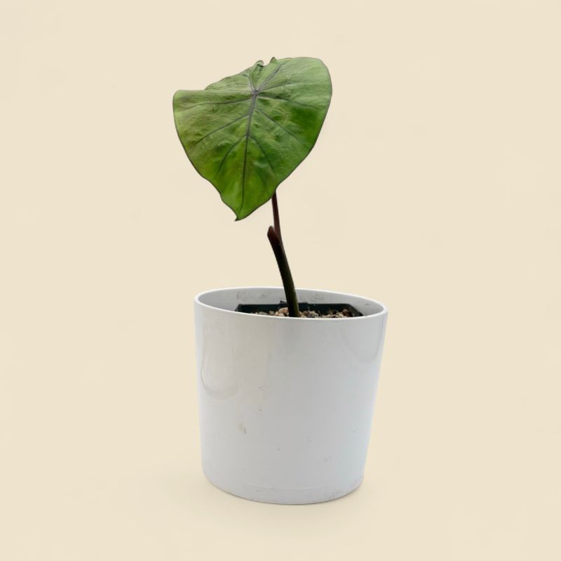 COLOCASIA ESCULENTA BLACK MAGIC (black magic elephant ear) 4"