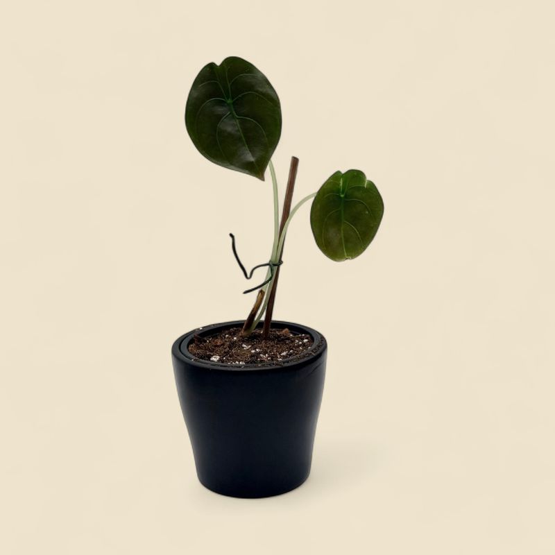 ALOCASIA CUPREA RED SECRET (red secret alocasia) 4"