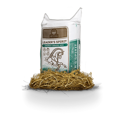 Leader’s Spirit Energy