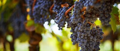 Wine Industry