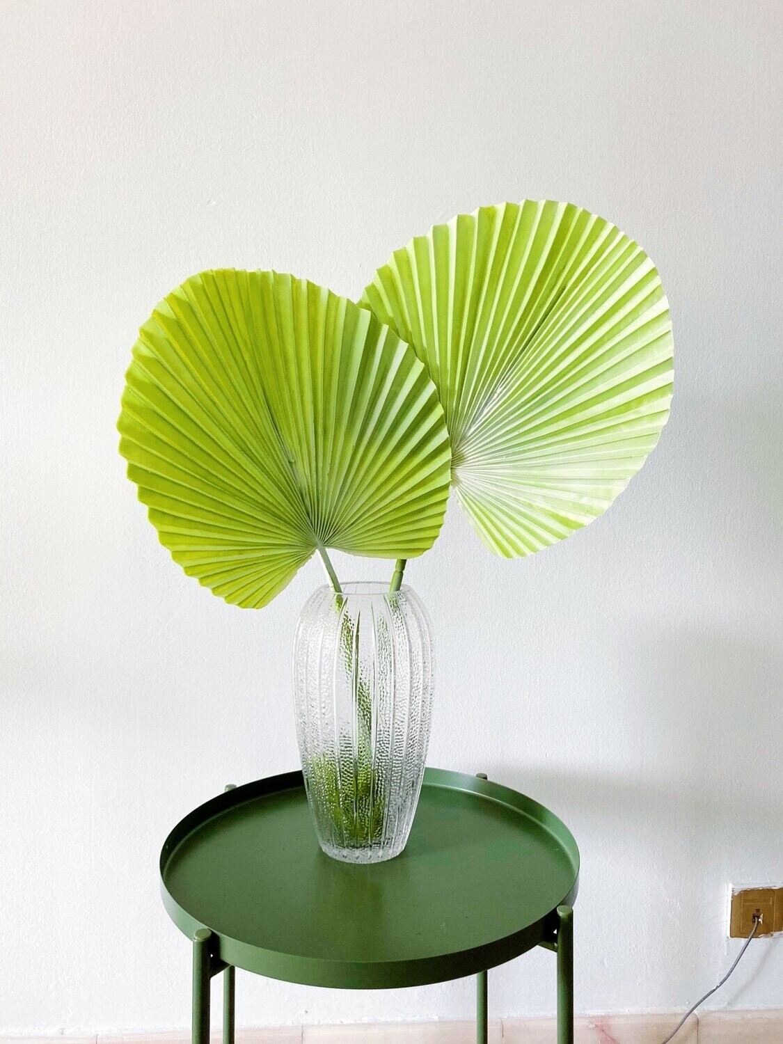 Palm Leaf