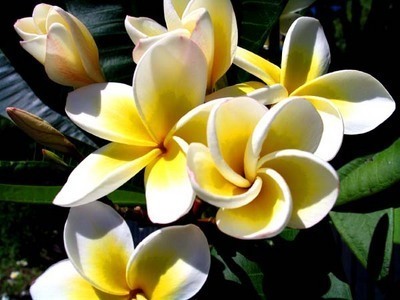 Atmosphere Enhancers - Frangipani
