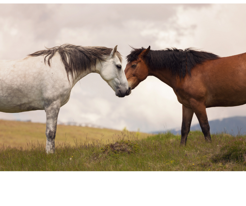 ALLERGIES, BREATHING & RESPIRATION HERBAL BLENDS
