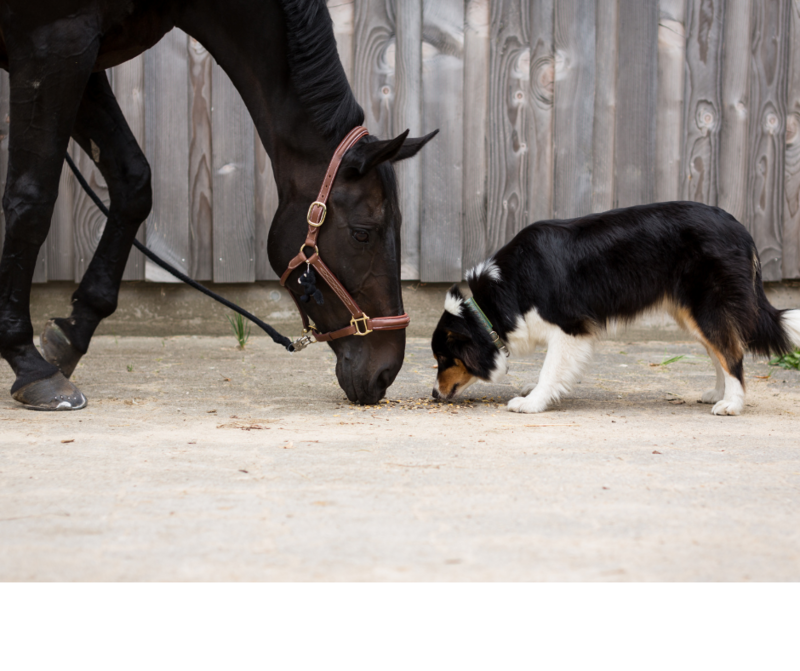 GENERAL HEALTH HERBAL BLENDS