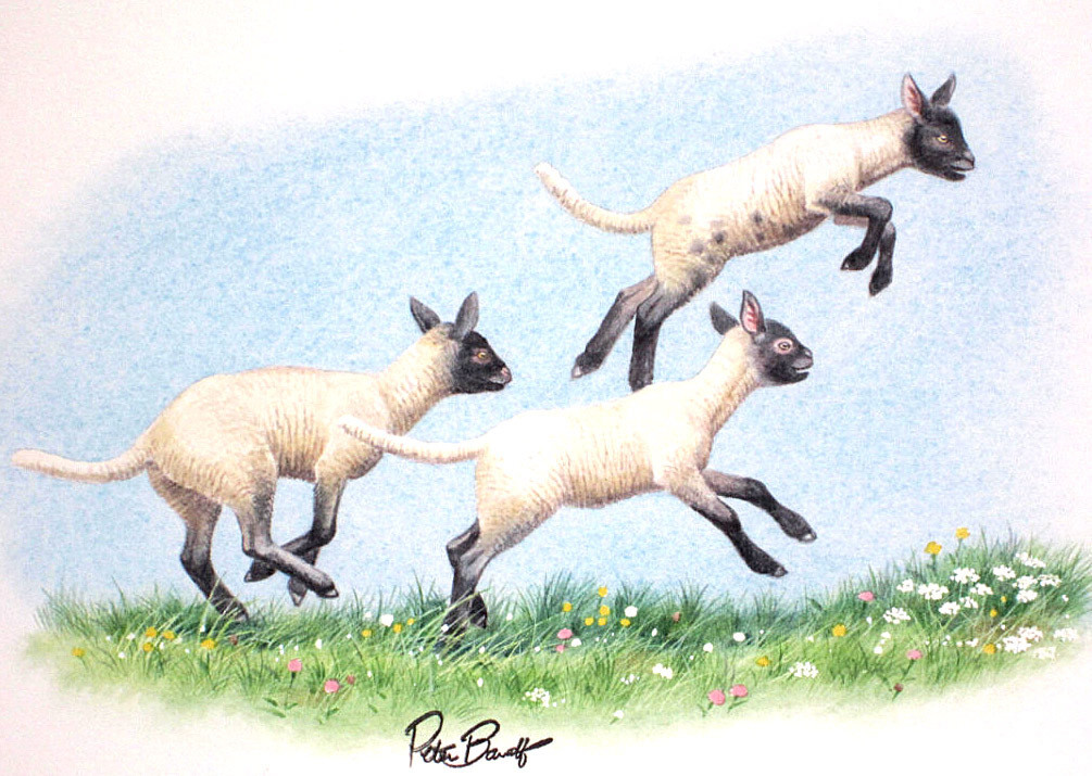 Baby Lambs at play