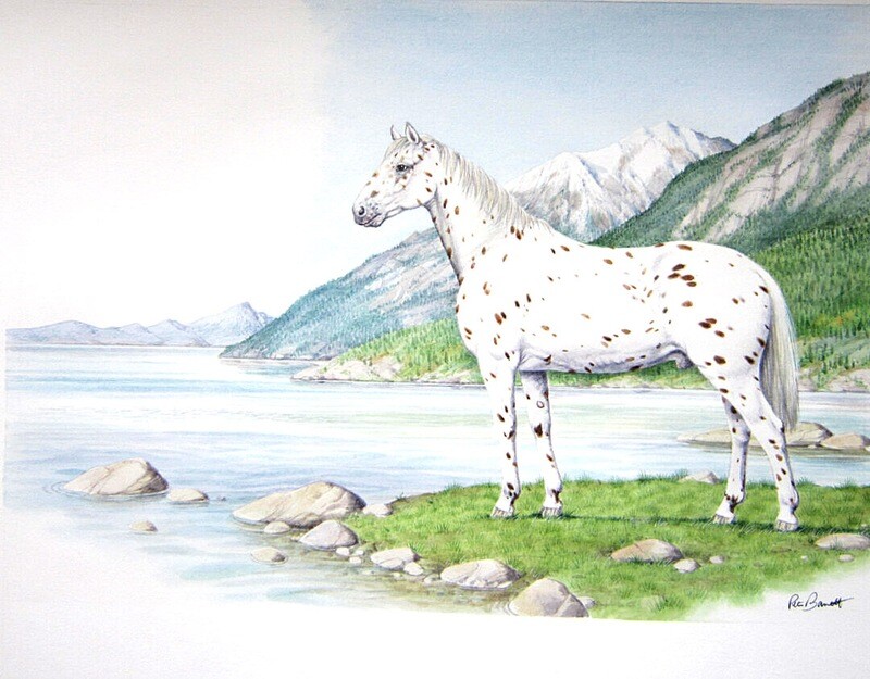 Apaloosa