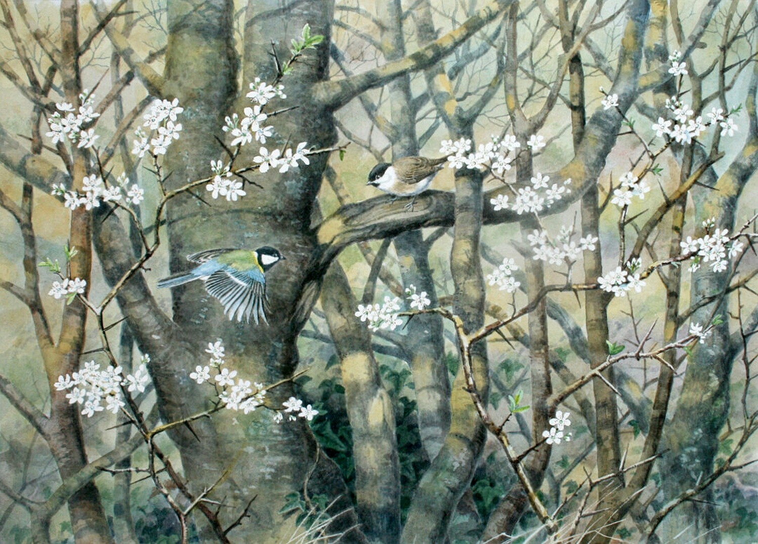 Great Tit and Willow Tit in Blackthorn Trees