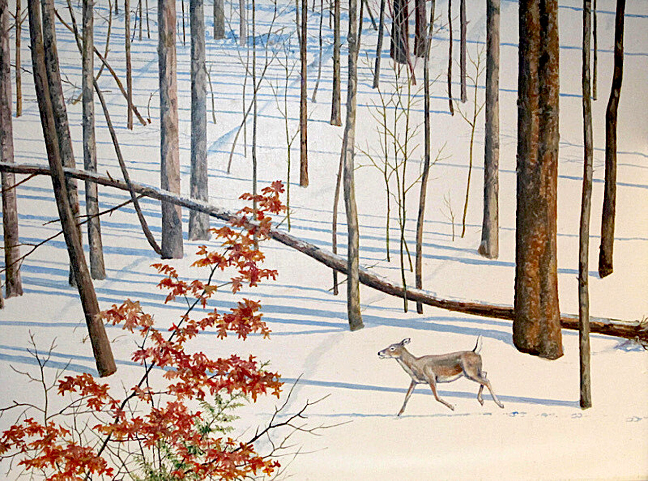 Snow Deer Amidst Long Blue Shadows
