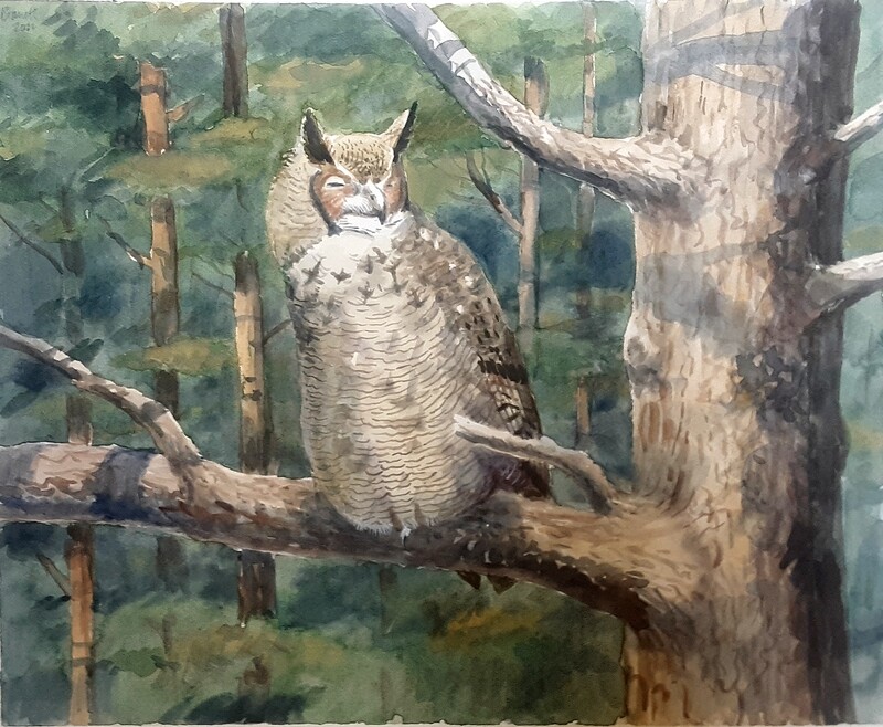 Sleeping Great Horned Owl