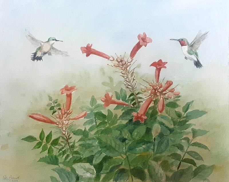 Hummingbirds on Trumpet Vine