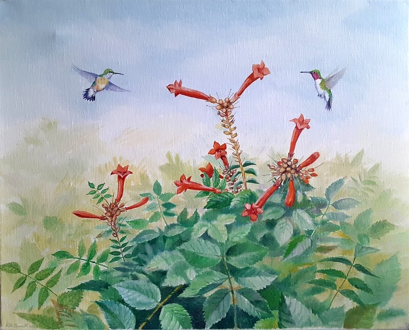 Hummingbirds on Trumpet Vine