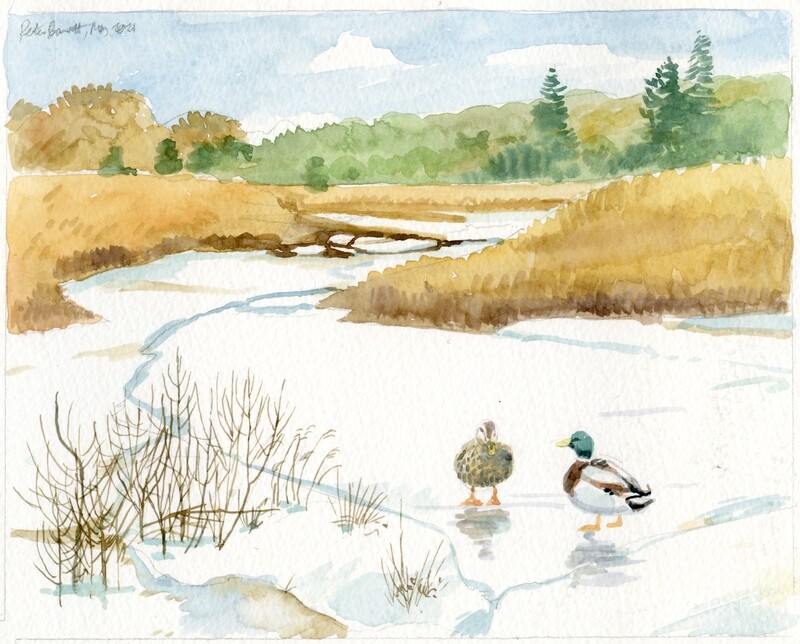 Pair Of Mallard Ducks On A Frozen Lake