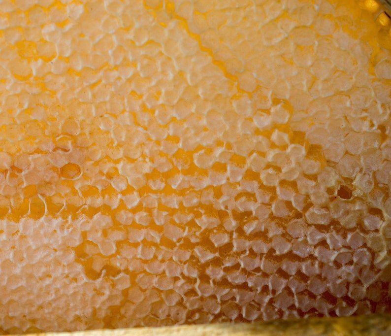 Pure, Raw Ohio Comb Honey - 100% Natural: 12 ounce cut honeycomb