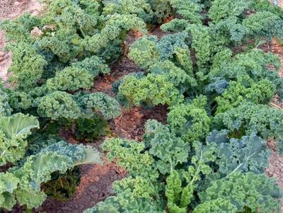 Vates Curly Kale